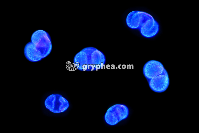 Pollen Pin x100 - gryphea.com